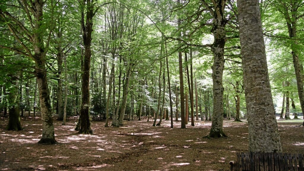 Foresta-umbra1